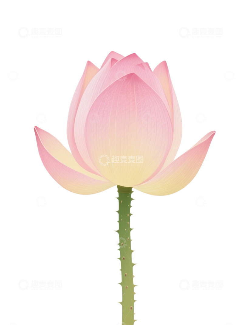 高清大图下载【趣麦麦图】荷花免扣素材228