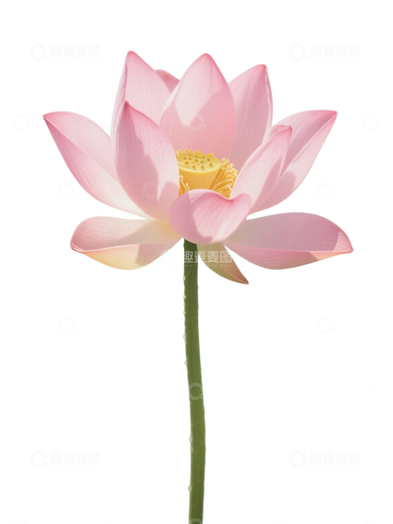 荷花免扣素材170