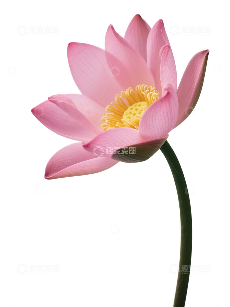 荷花免扣素材254