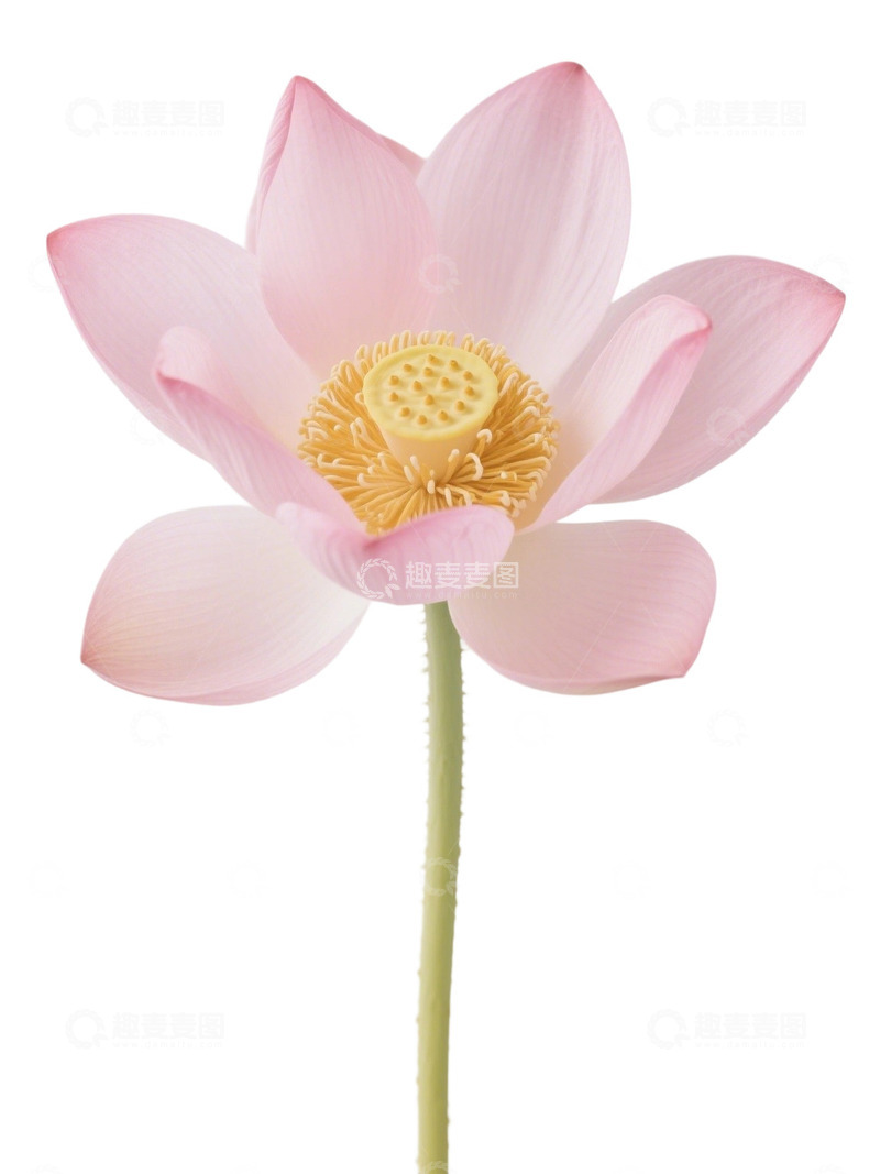 荷花免扣素材248