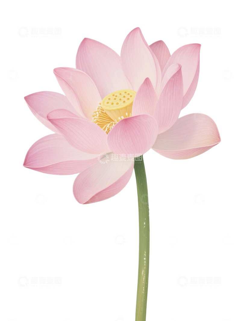 高清大图下载【趣麦麦图】荷花免扣素材162