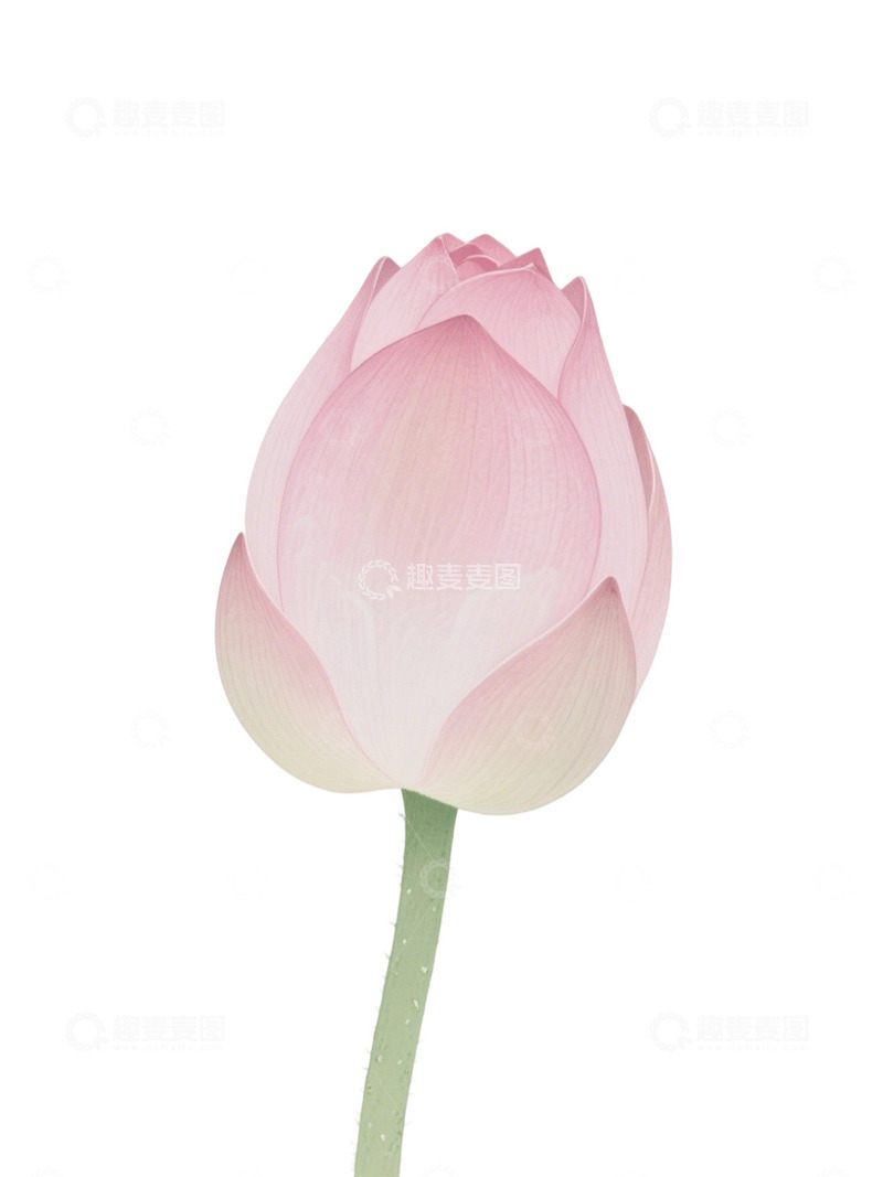 荷花免扣素材211