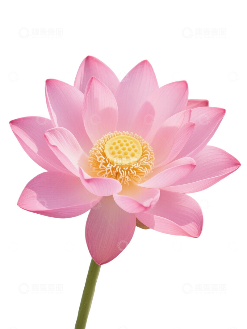 高清大图下载【趣麦麦图】荷花免扣素材3171