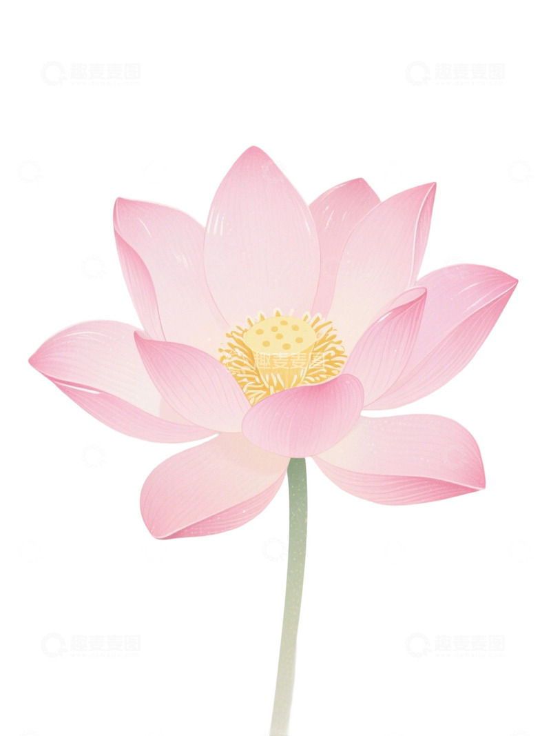 高清大图下载【趣麦麦图】荷花免扣素材318