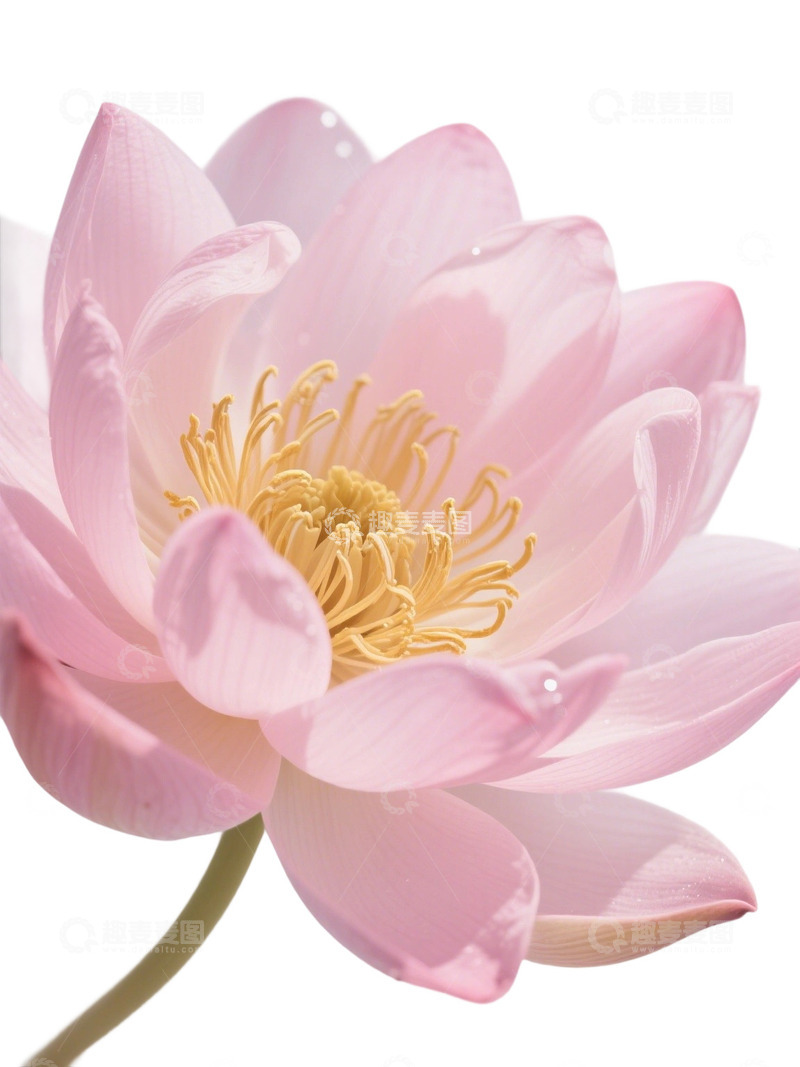 荷花免扣素材327