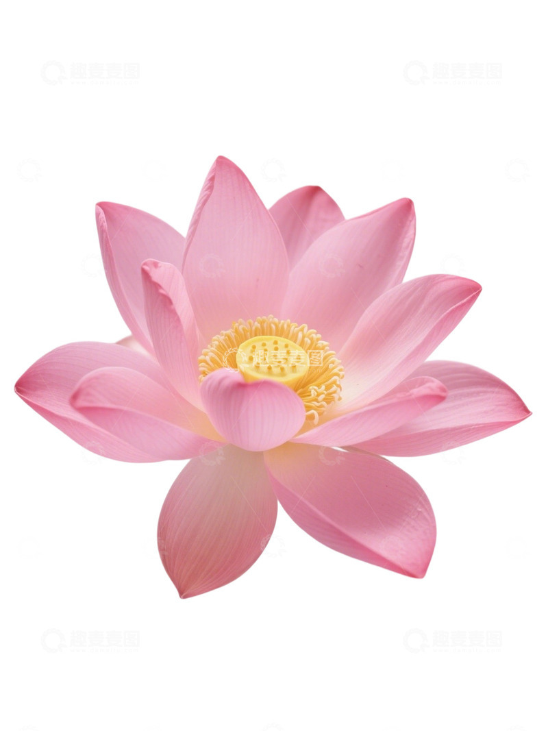 高清大图下载【趣麦麦图】荷花免扣素材3121