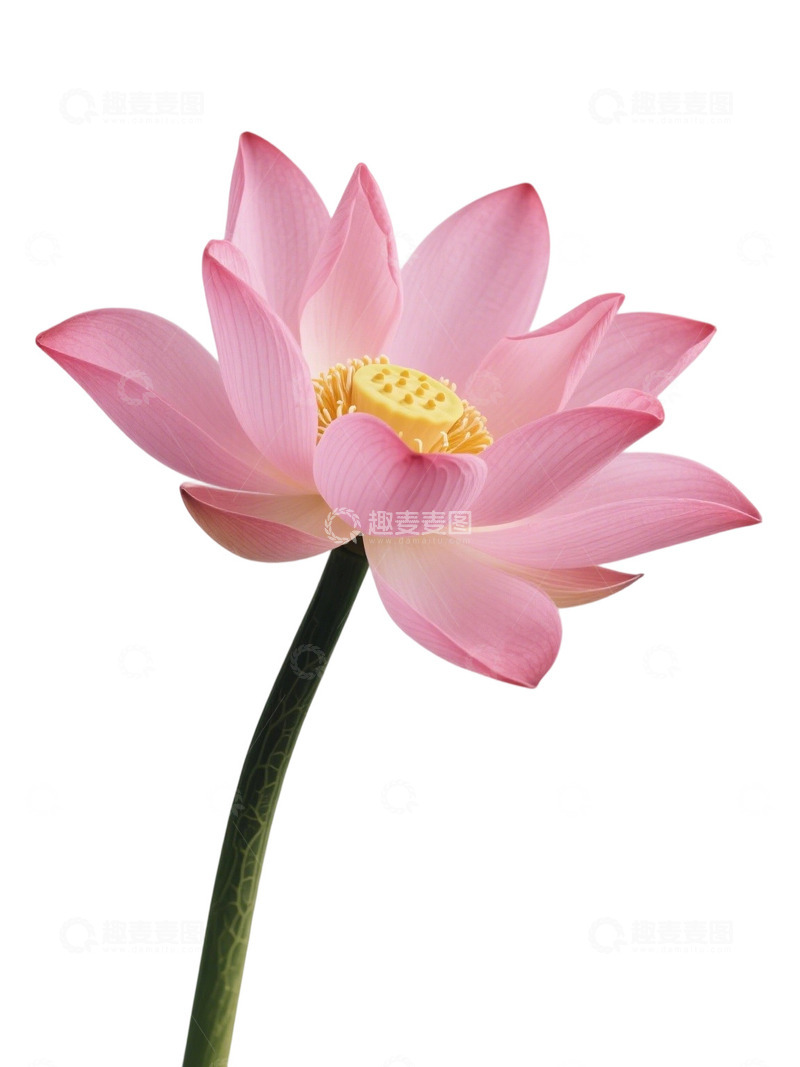 荷花免扣素材253