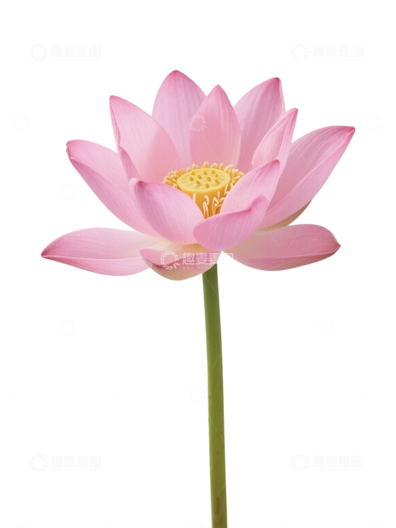 高清大图下载【趣麦麦图】荷花免扣素材266