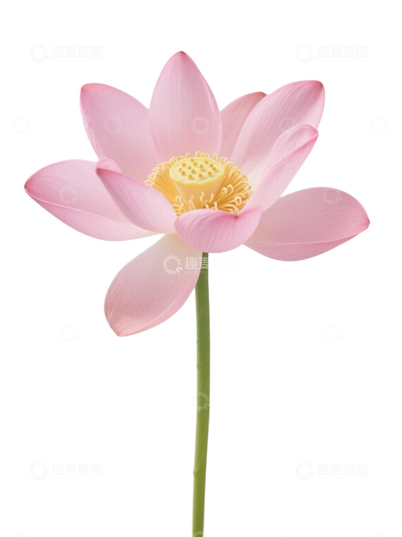 高清大图下载【趣麦麦图】荷花免扣素材294