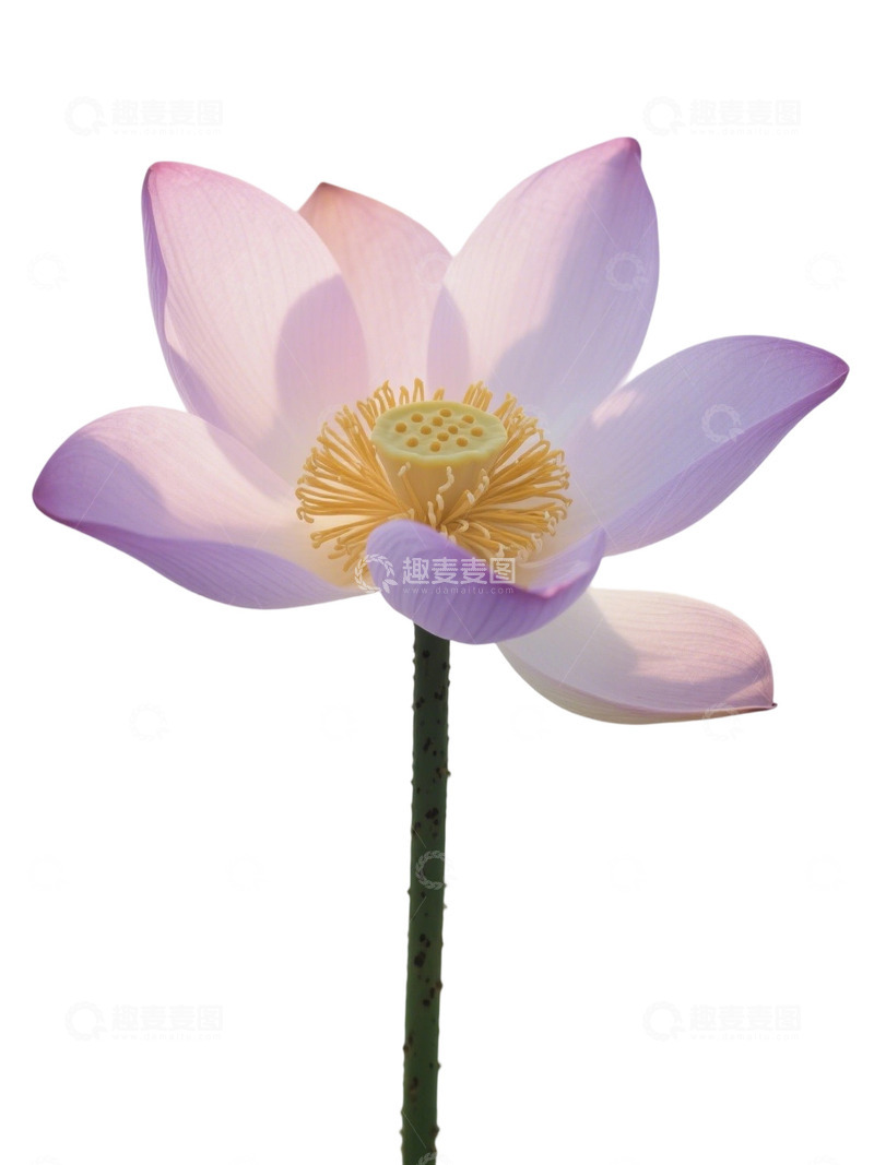 荷花免扣素材260