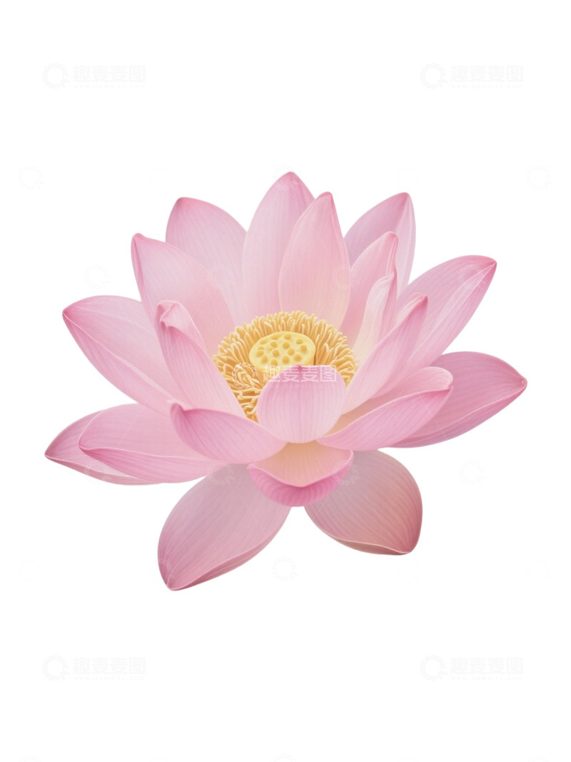 荷花免扣素材328