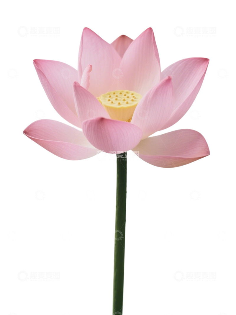 高清大图下载【趣麦麦图】荷花免扣素材273