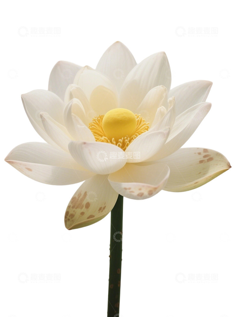 高清大图下载【趣麦麦图】荷花免扣素材270