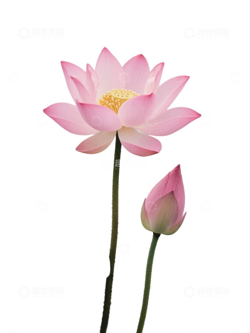 高清大图下载【趣麦麦图】荷花免扣素材299