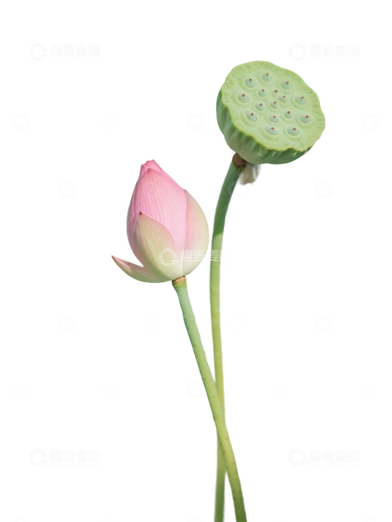 高清大图下载【趣麦麦图】荷花免扣素材311