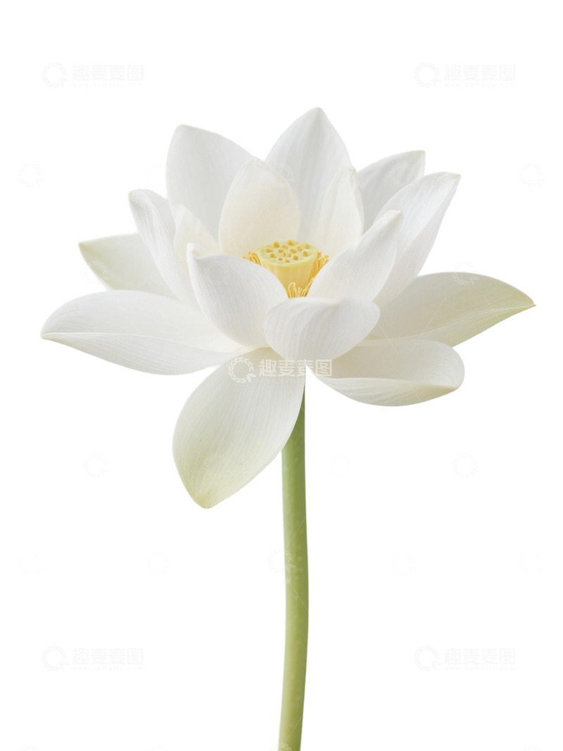 高清大图下载【趣麦麦图】荷花免扣素材287