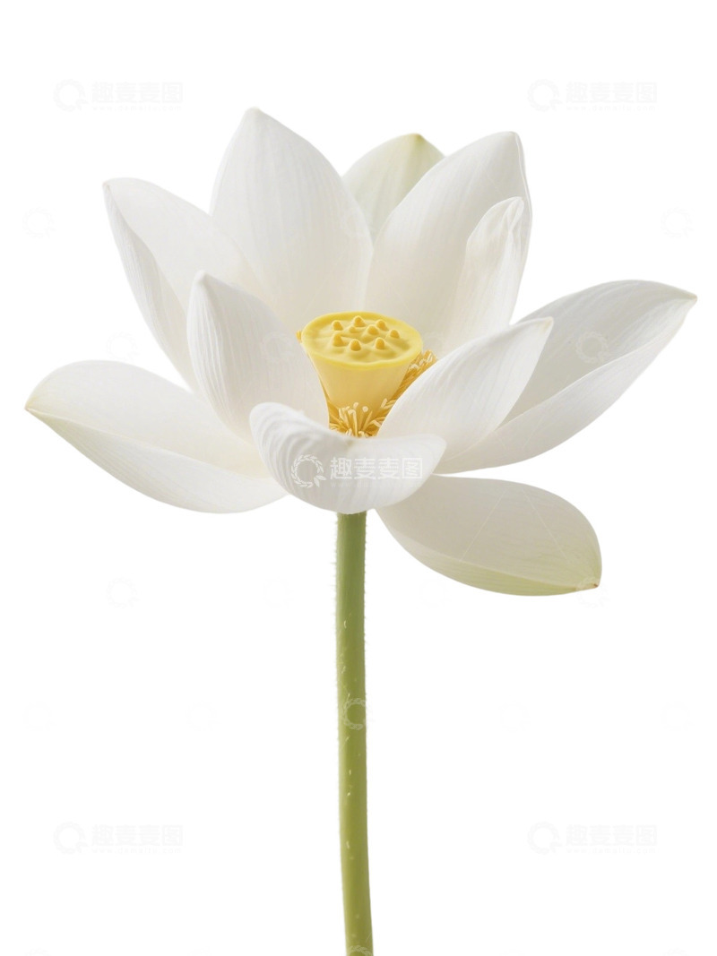 高清大图下载【趣麦麦图】荷花免扣素材279