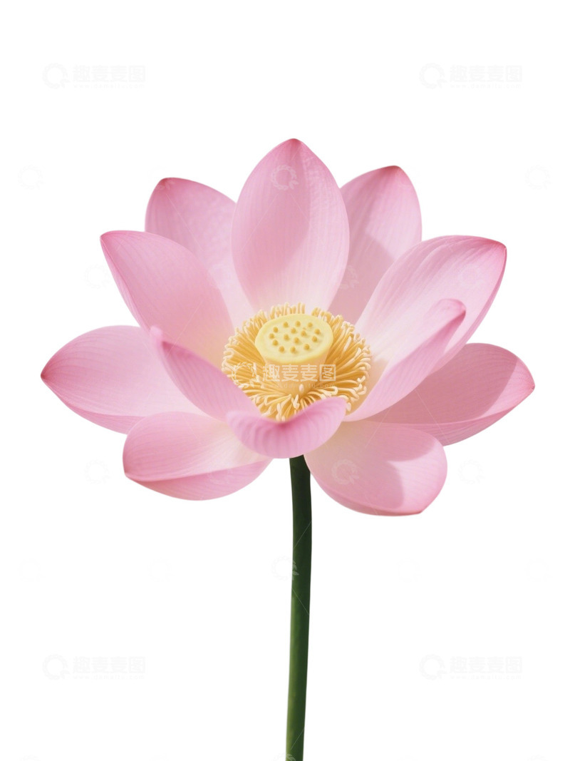 高清大图下载【趣麦麦图】荷花免扣素材274