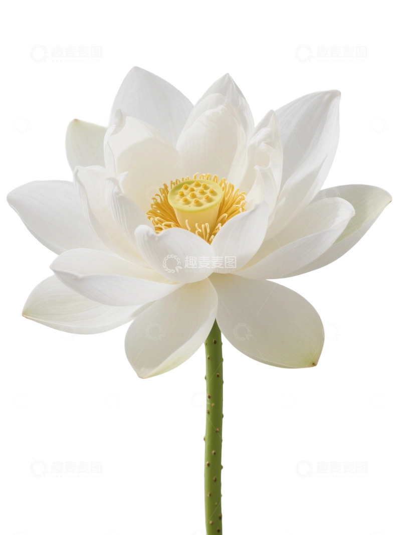 高清大图下载【趣麦麦图】荷花免扣素材277