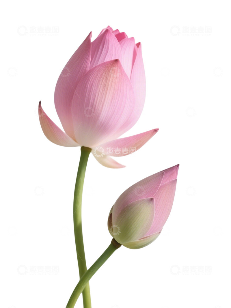高清大图下载【趣麦麦图】荷花免扣素材307
