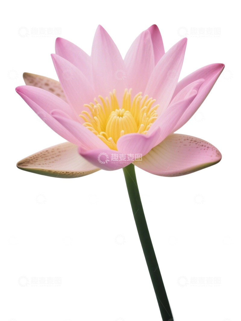 高清大图下载【趣麦麦图】荷花免扣素材280