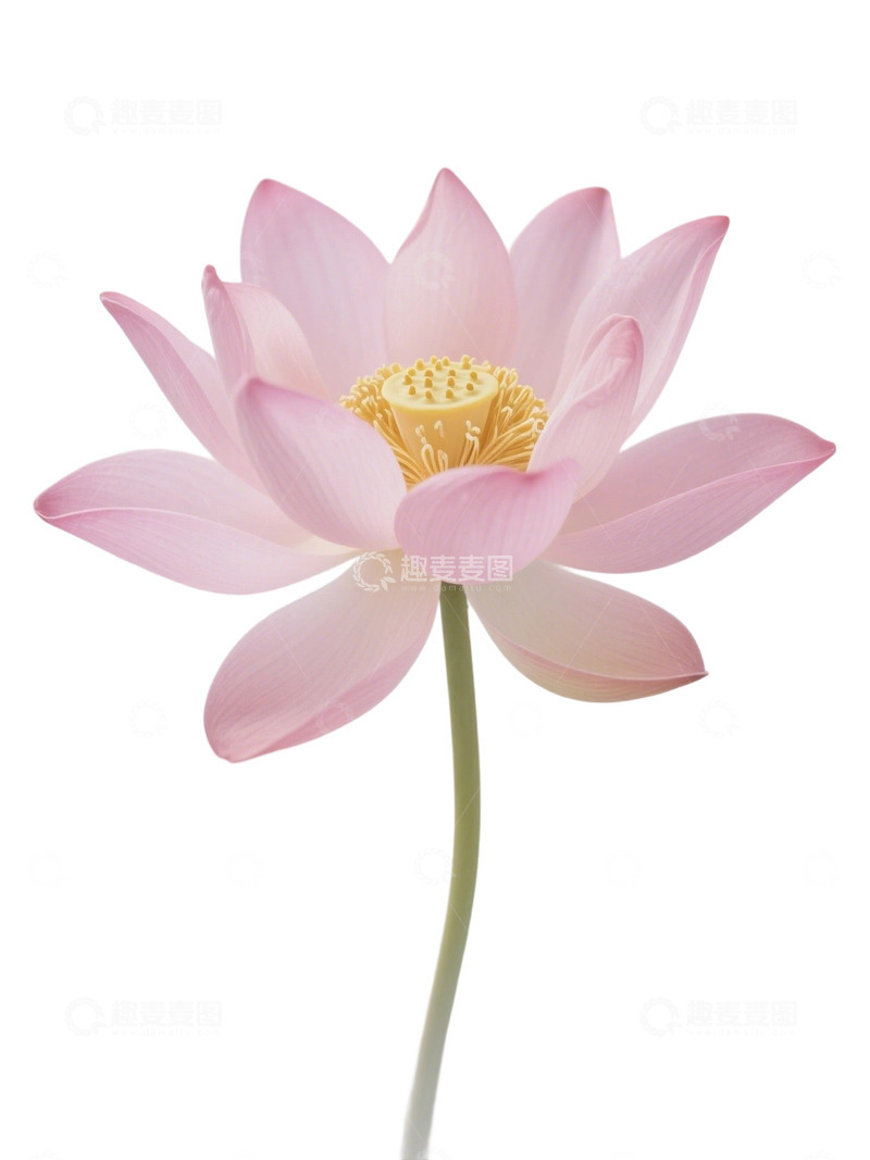 高清大图下载【趣麦麦图】荷花免扣素材326