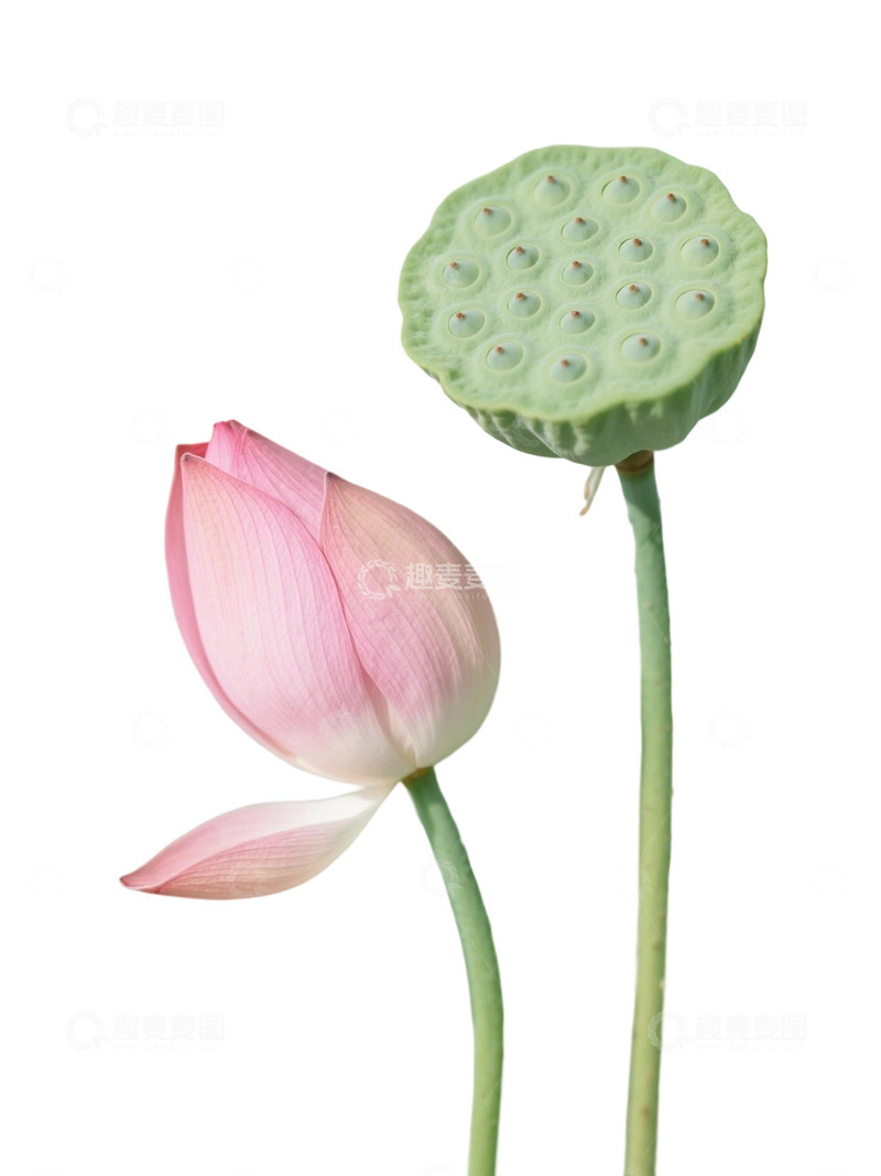 高清大图下载【趣麦麦图】荷花免扣素材313