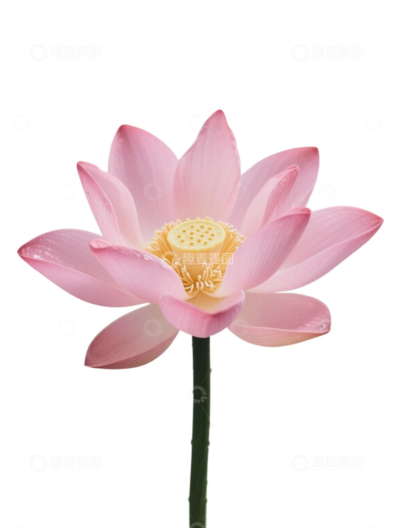 高清大图下载【趣麦麦图】荷花免扣素材275