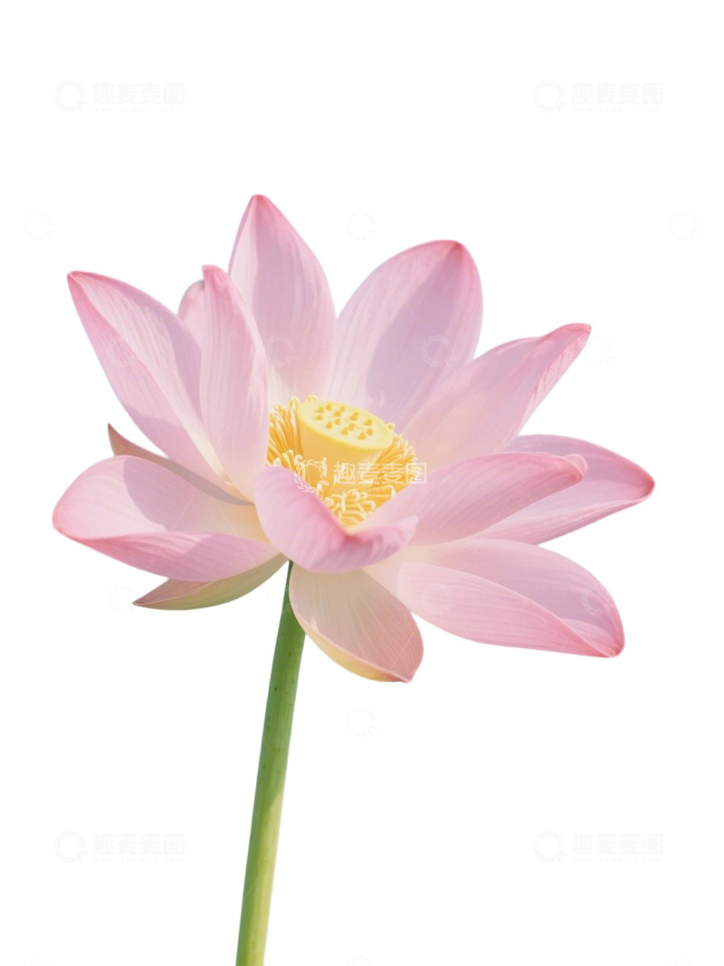 高清大图下载【趣麦麦图】荷花免扣素材304