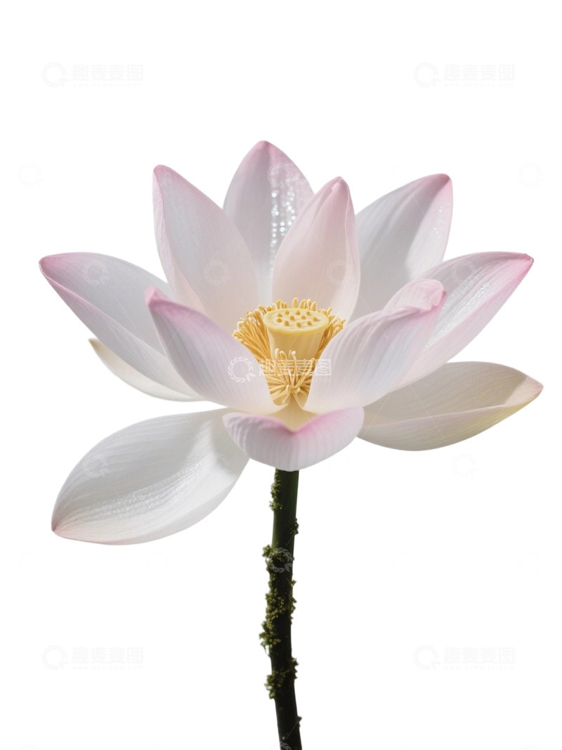 荷花免扣素材291