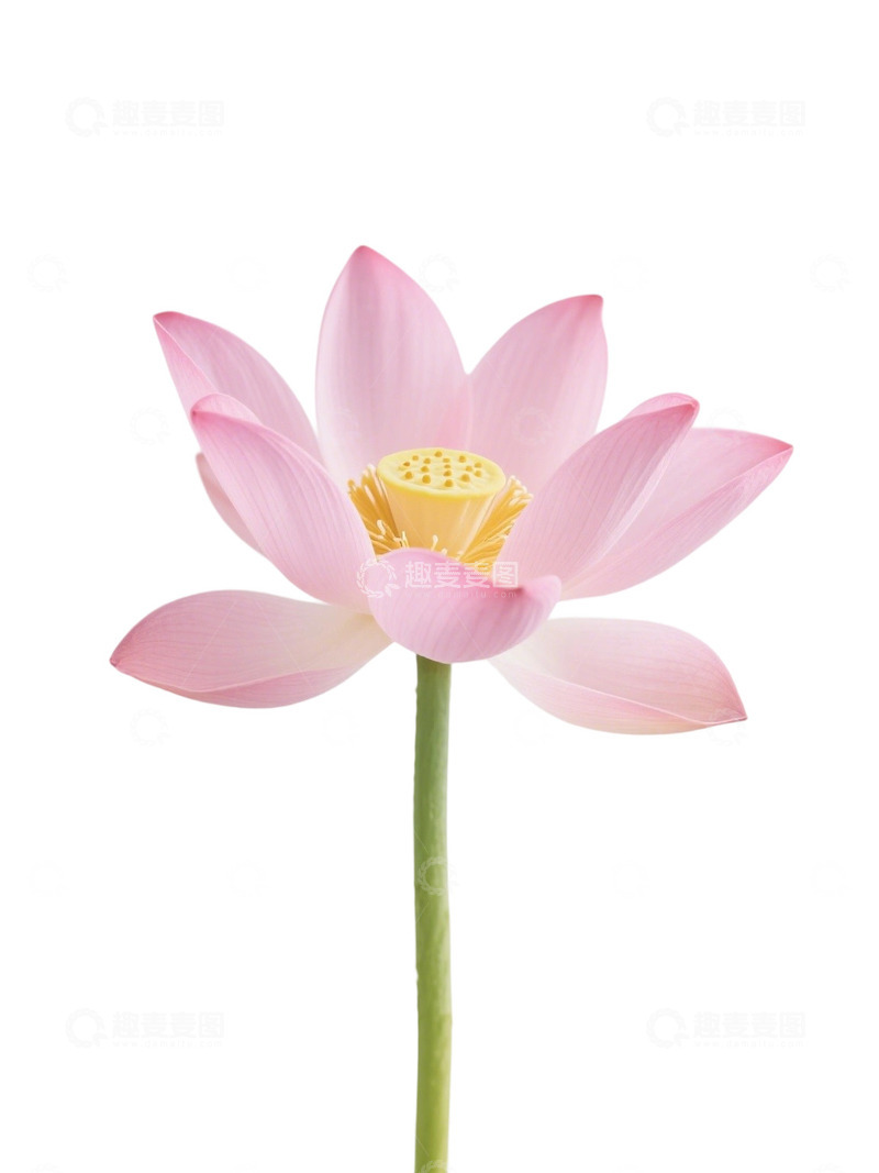 高清大图下载【趣麦麦图】荷花免扣素材292