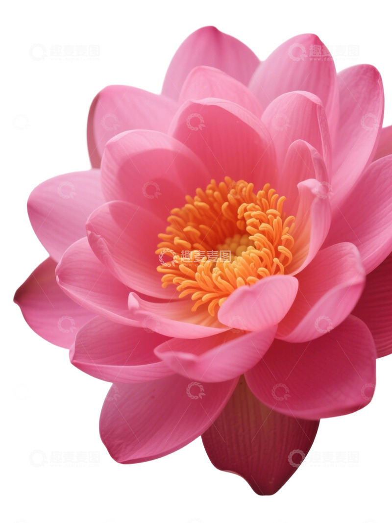 高清大图下载【趣麦麦图】荷花免扣素材324