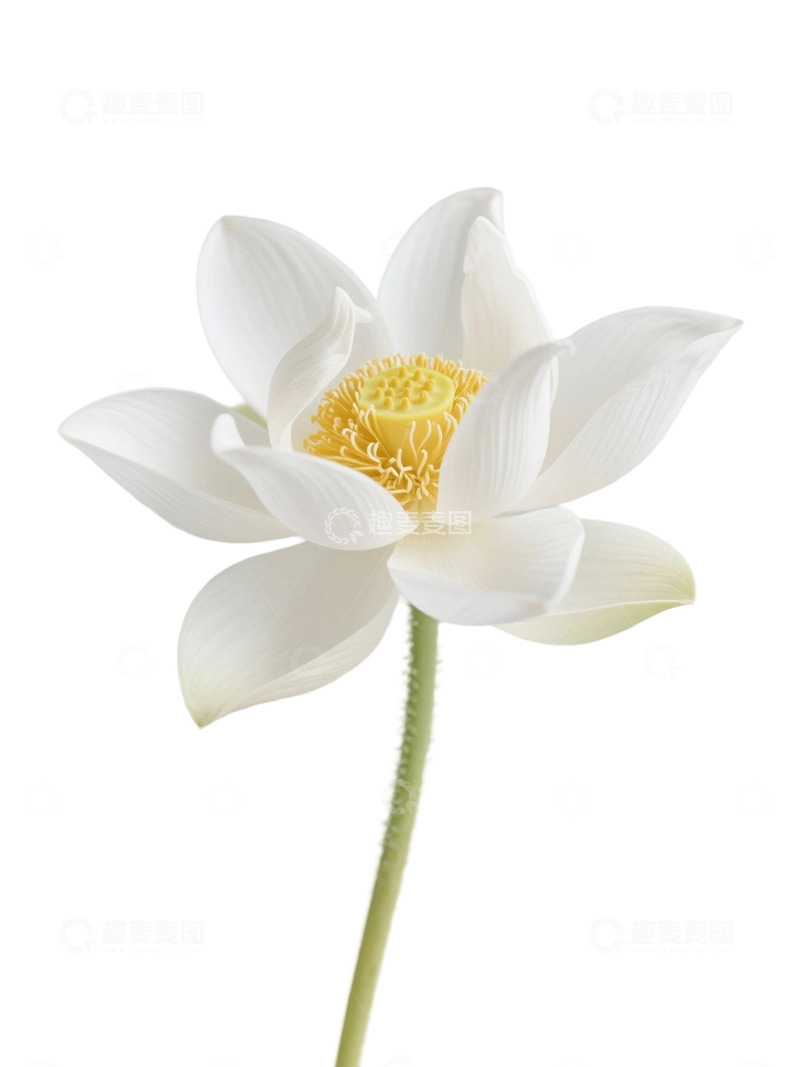 高清大图下载【趣麦麦图】荷花免扣素材281