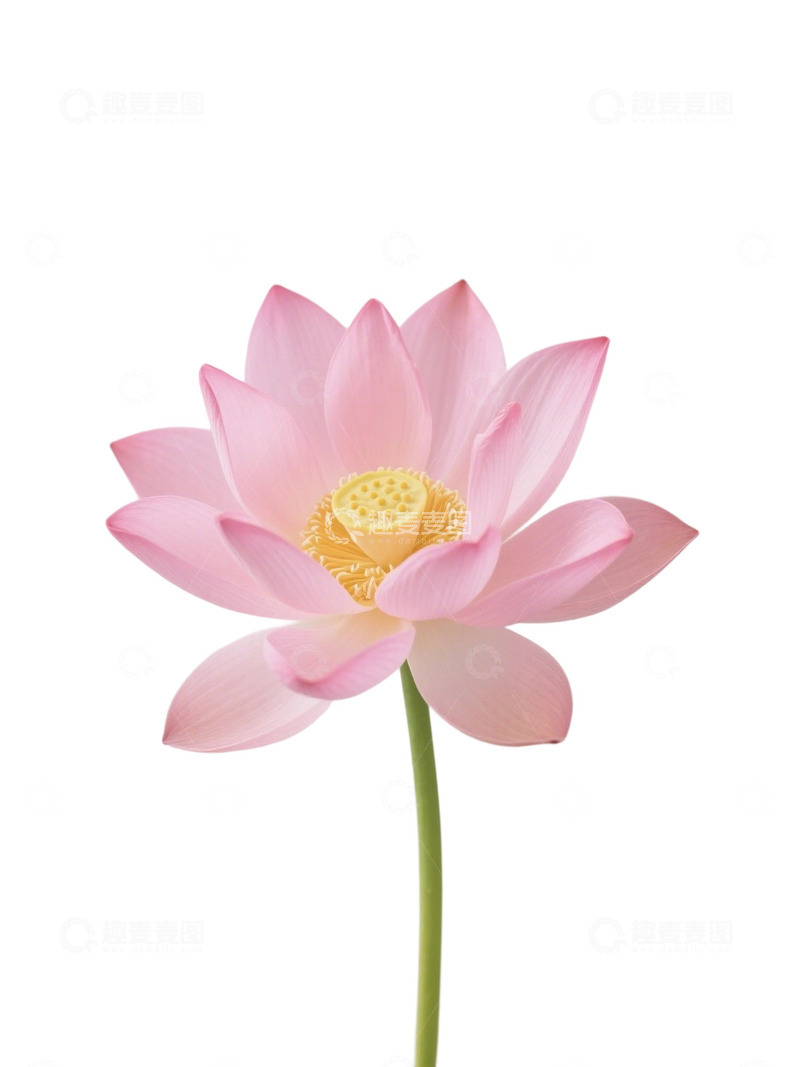 高清大图下载【趣麦麦图】荷花免扣素材293