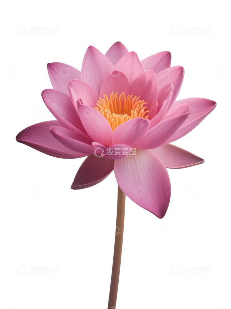 高清大图下载【趣麦麦图】荷花免扣素材323