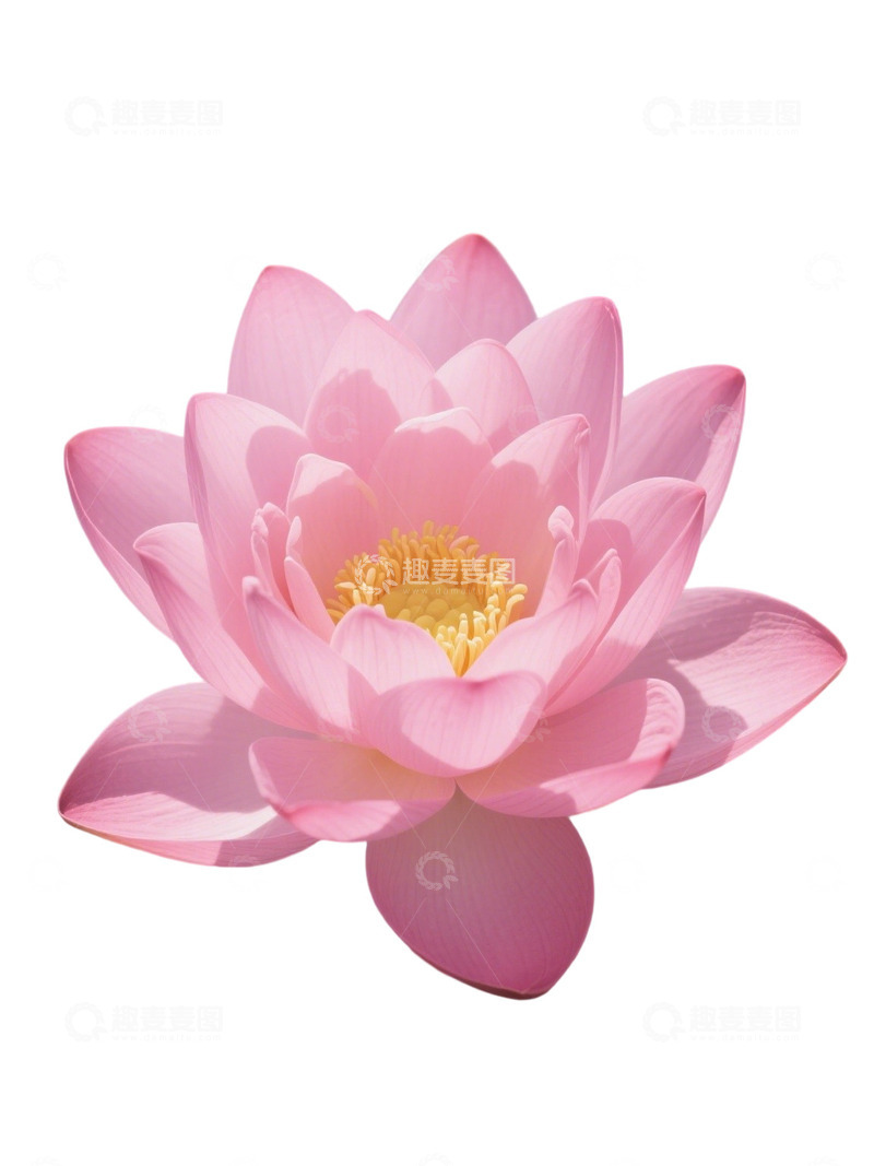 高清大图下载【趣麦麦图】荷花免扣素材3151