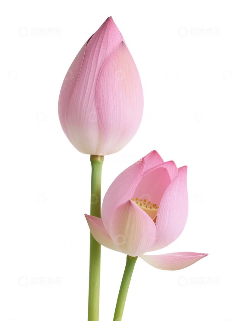 荷花免扣素材308