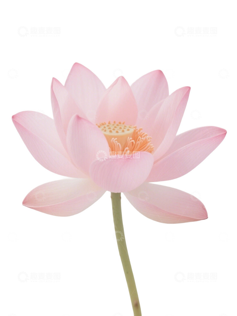 高清大图下载【趣麦麦图】荷花免扣素材321