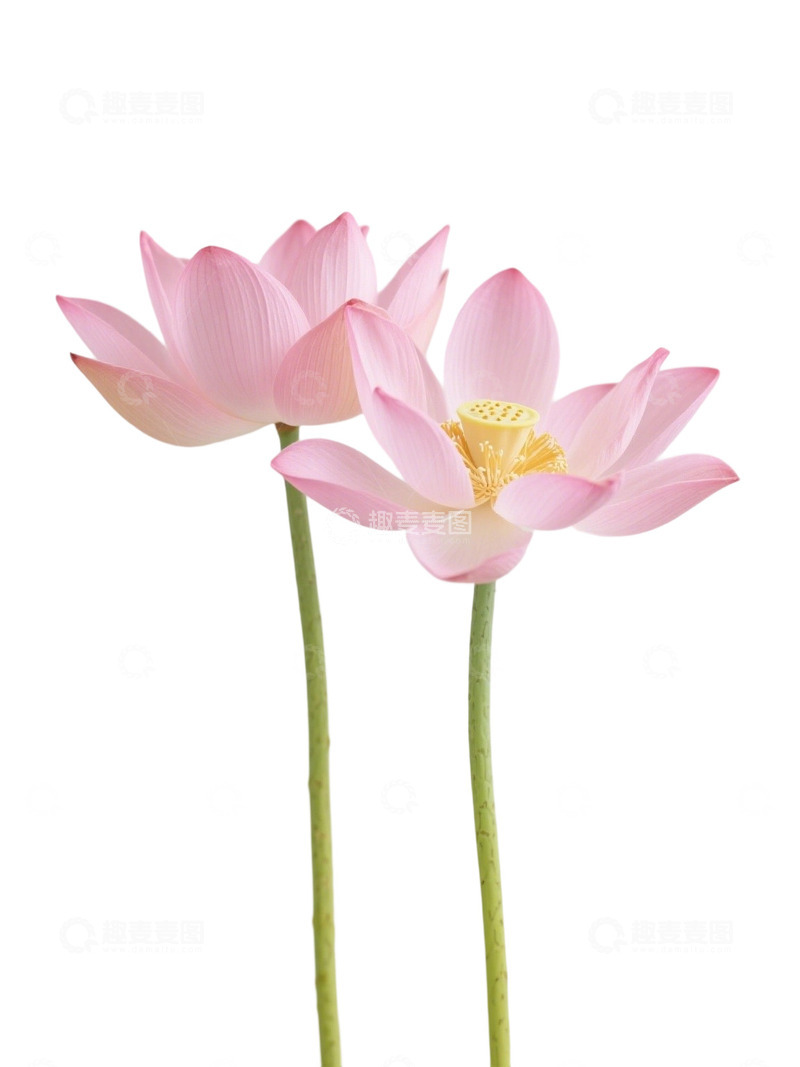 荷花免扣素材316