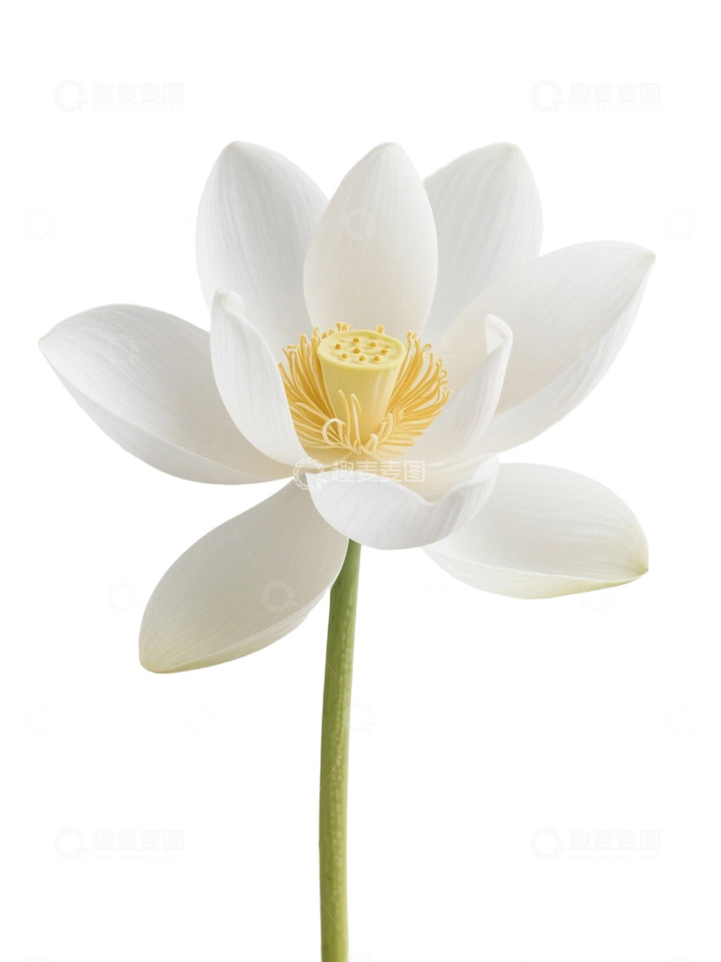 荷花免扣素材288