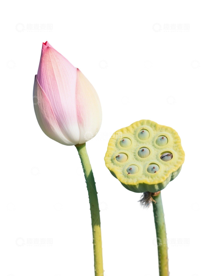 高清大图下载【趣麦麦图】荷花免扣素材310