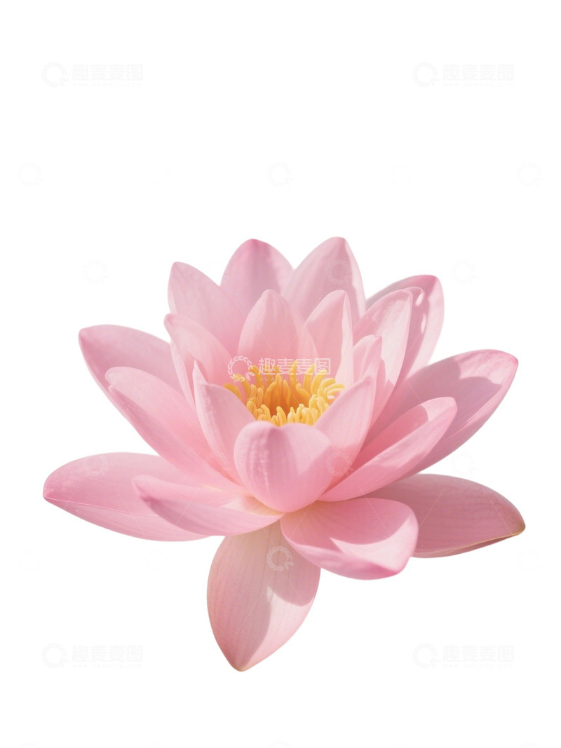 荷花免扣素材3131