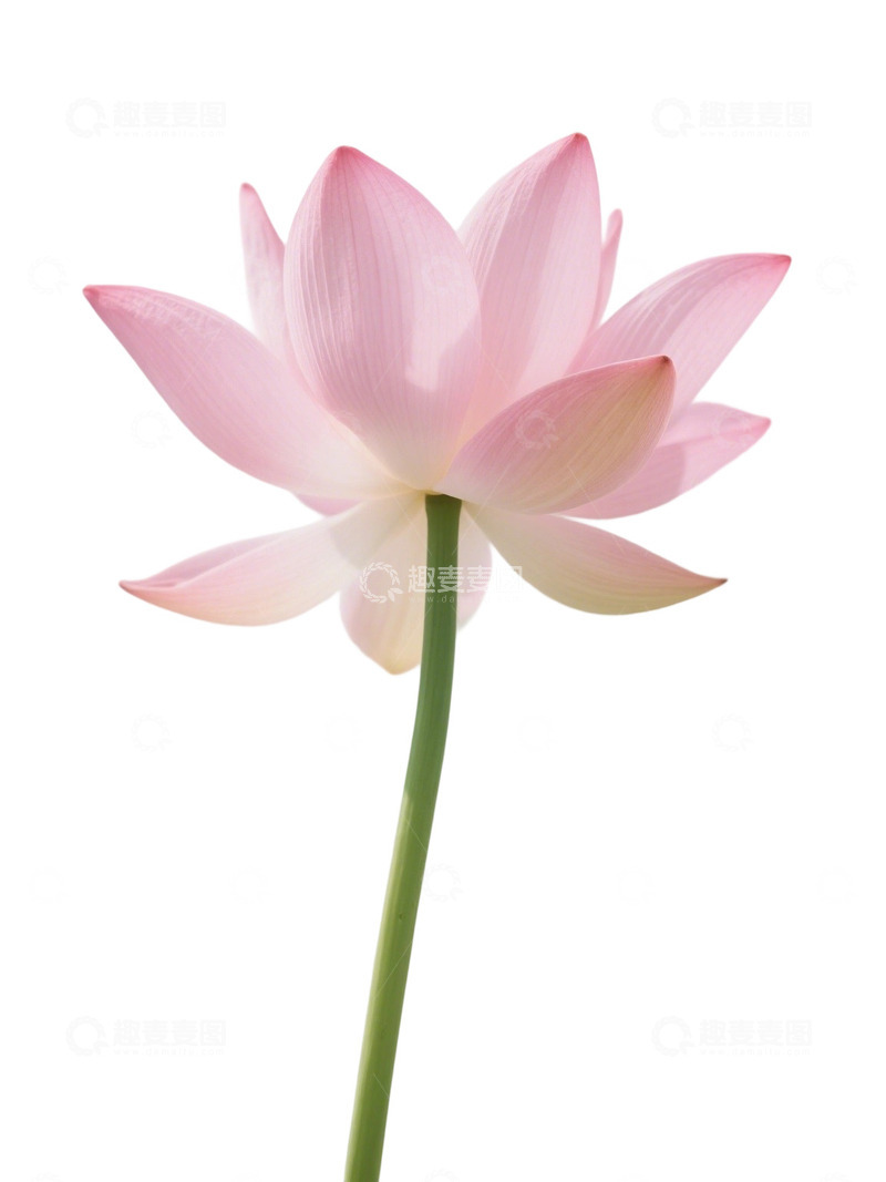 高清大图下载【趣麦麦图】荷花免扣素材261