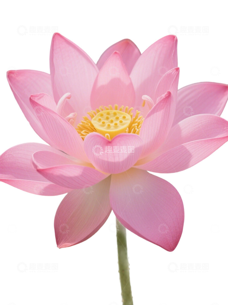 高清大图下载【趣麦麦图】荷花免扣素材3141