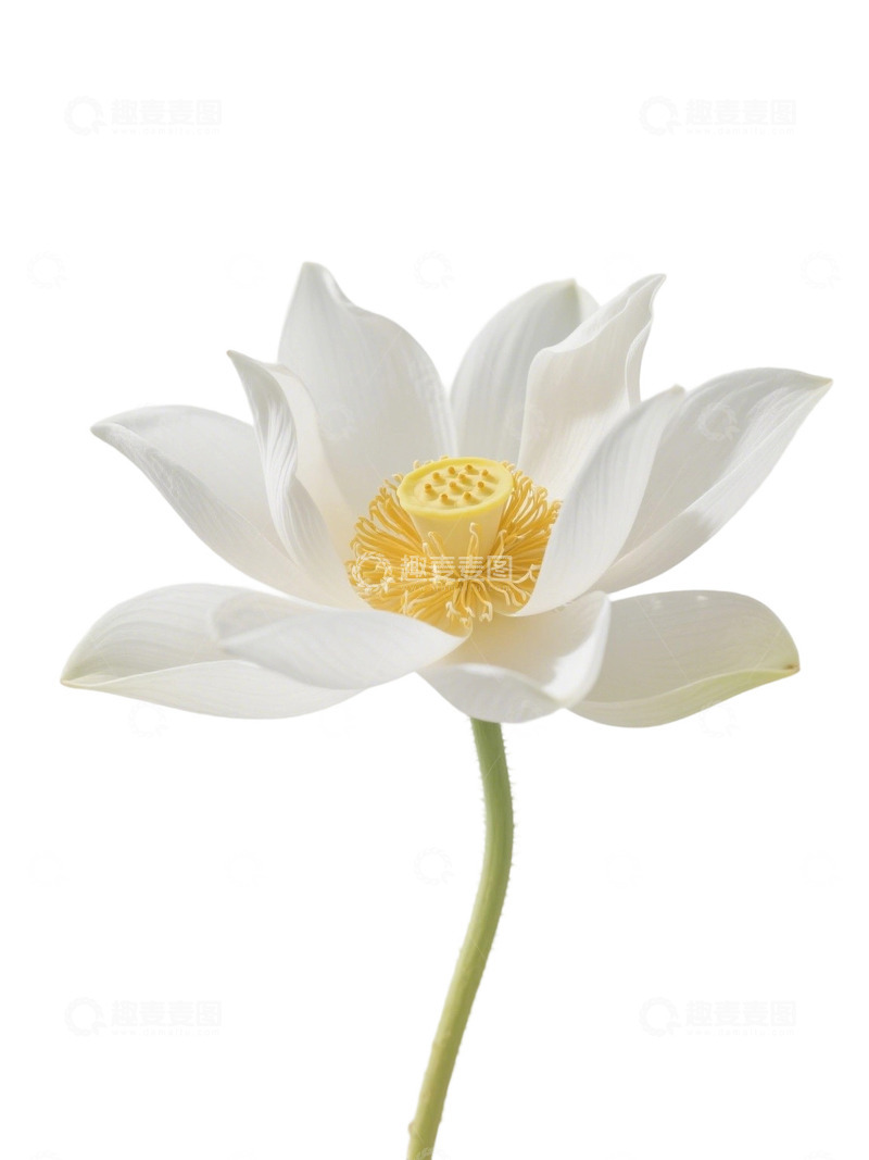 荷花免扣素材282