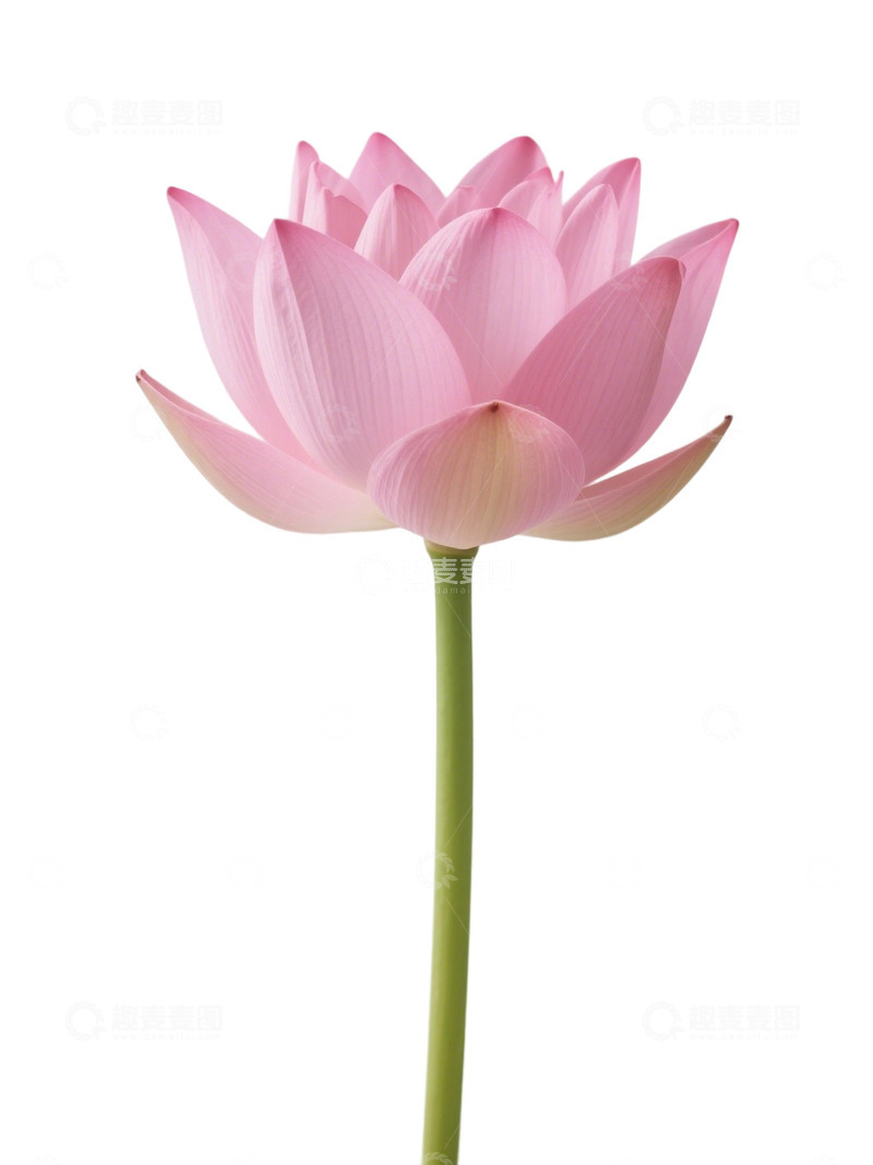 荷花免扣素材262