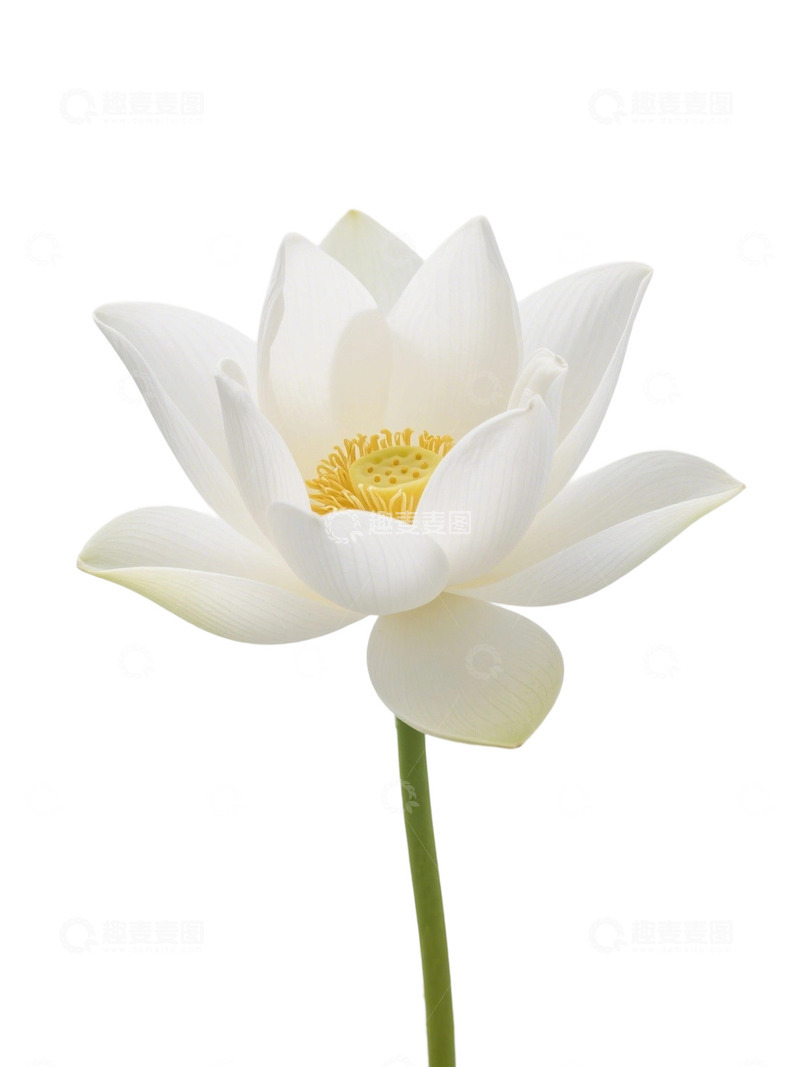 荷花免扣素材285