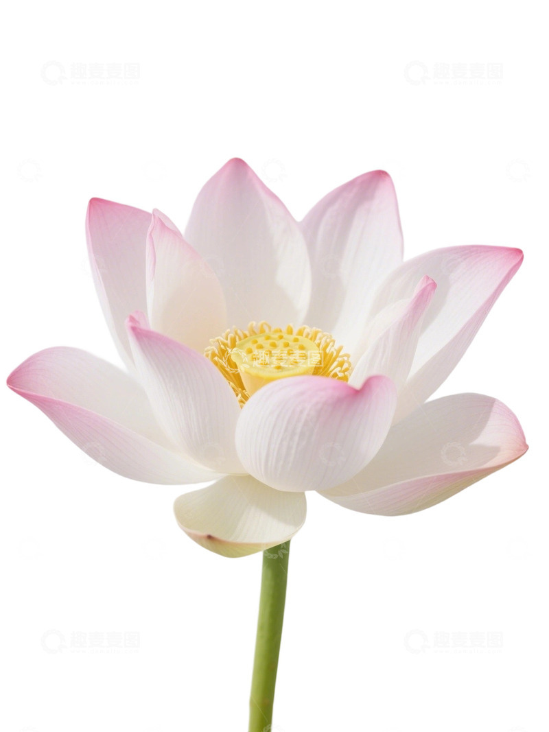 高清大图下载【趣麦麦图】荷花免扣素材369