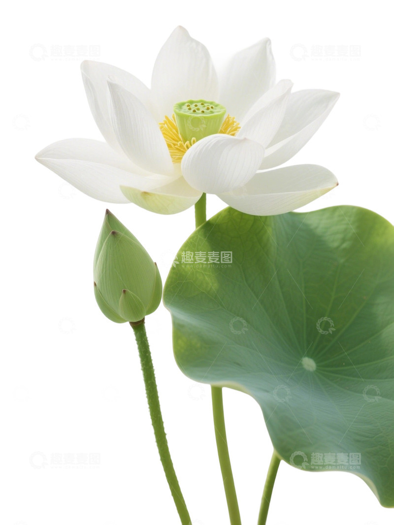 高清大图下载【趣麦麦图】荷花免扣素材506