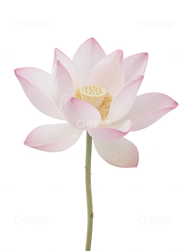 高清大图下载【趣麦麦图】荷花免扣素材353